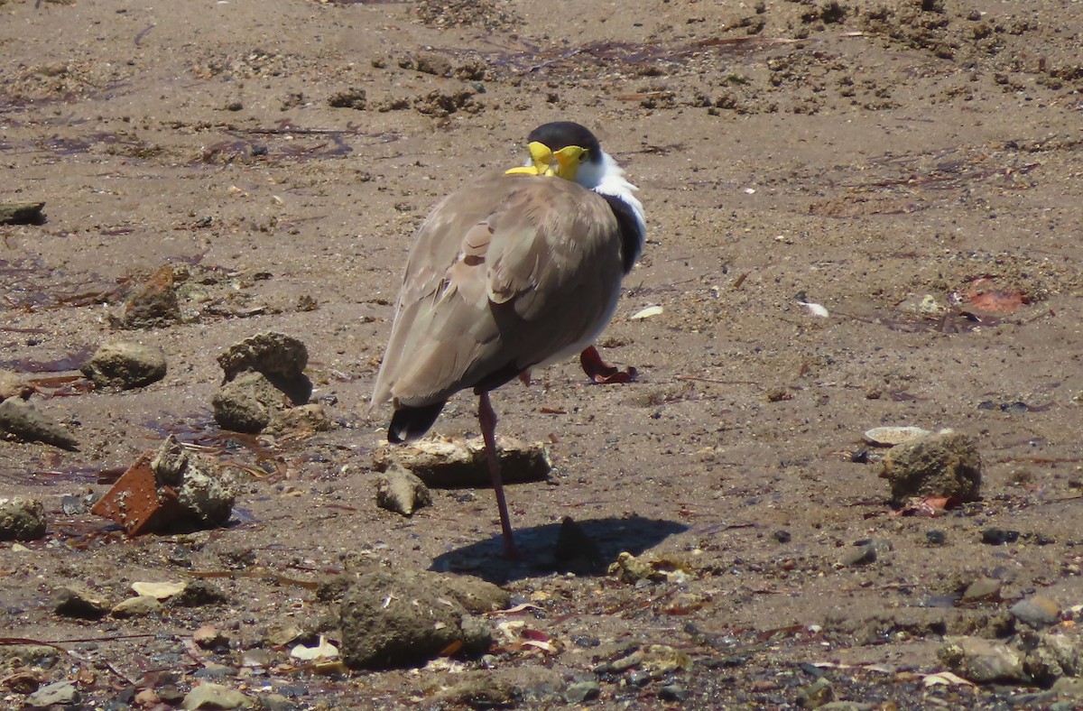 Masked Lapwing - ML612585534