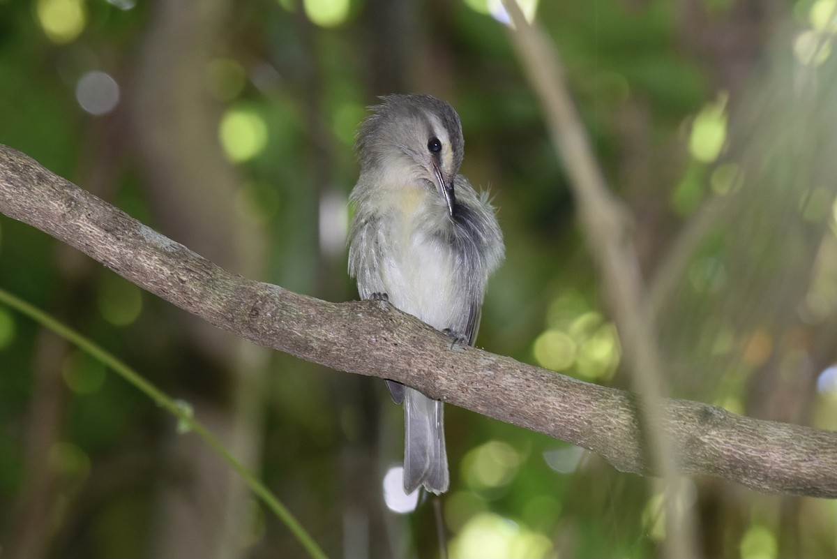 Yucatan Vireo - ML612585549