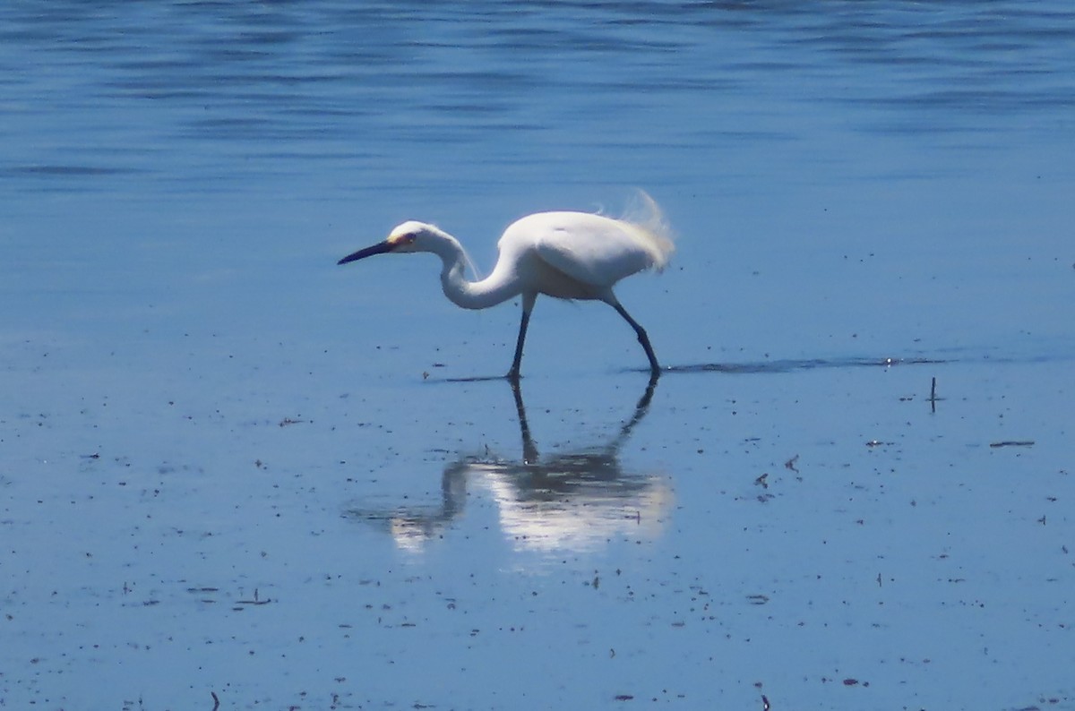 Little Egret - Paul Dobbie