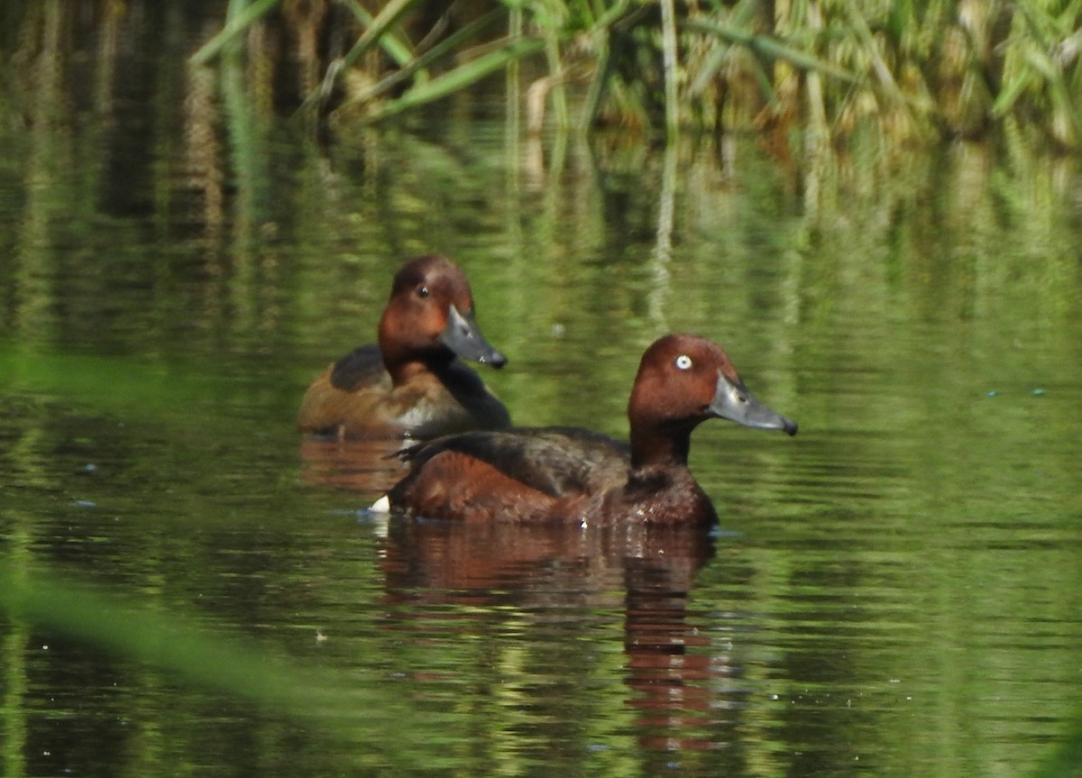 Ferruginous Duck - Oliver Simms