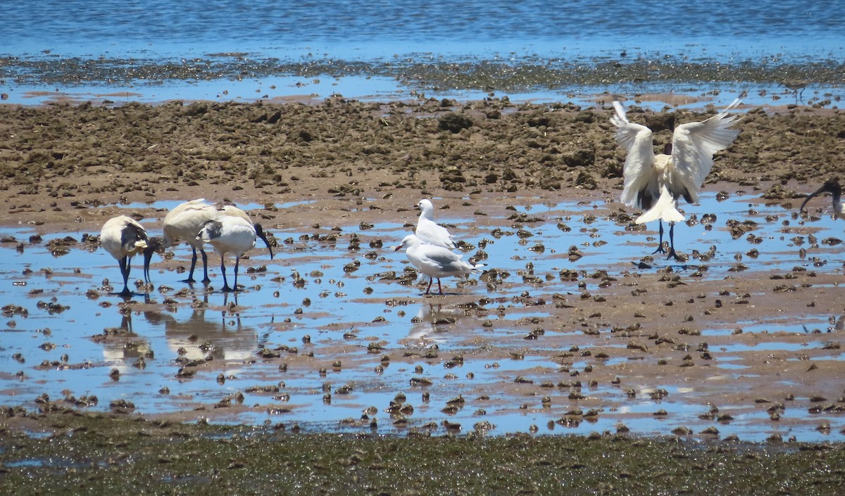 Ibis à cou noir - ML612585577