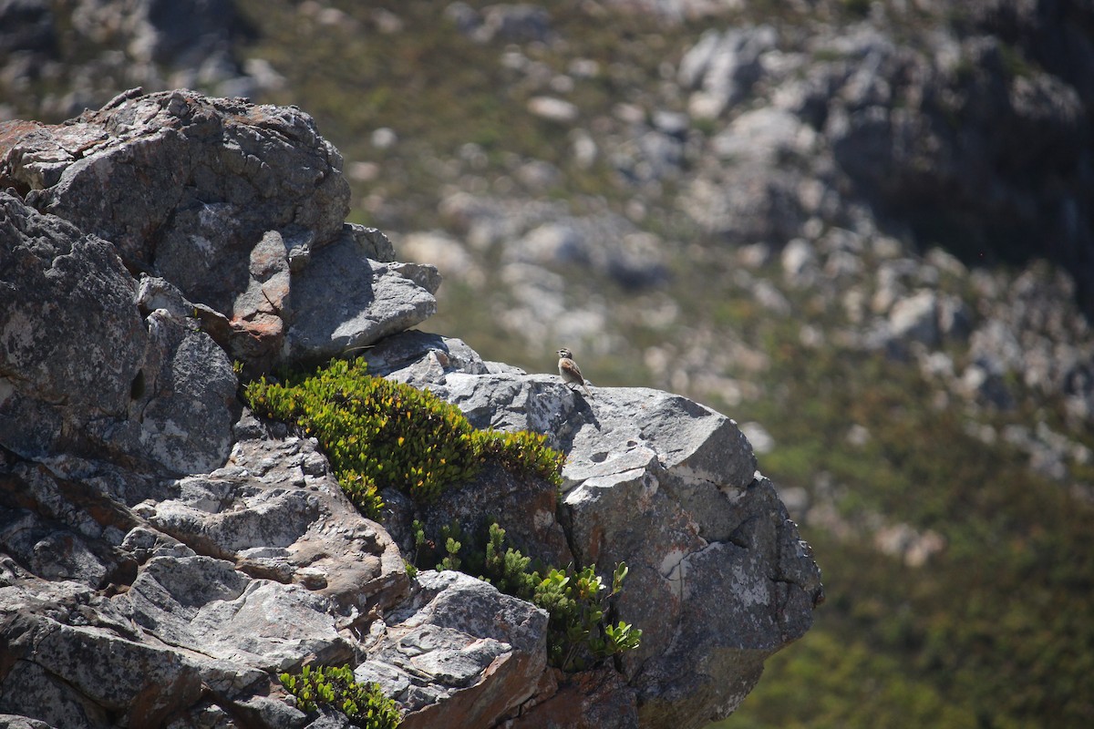 Cape Bunting - ML612585637