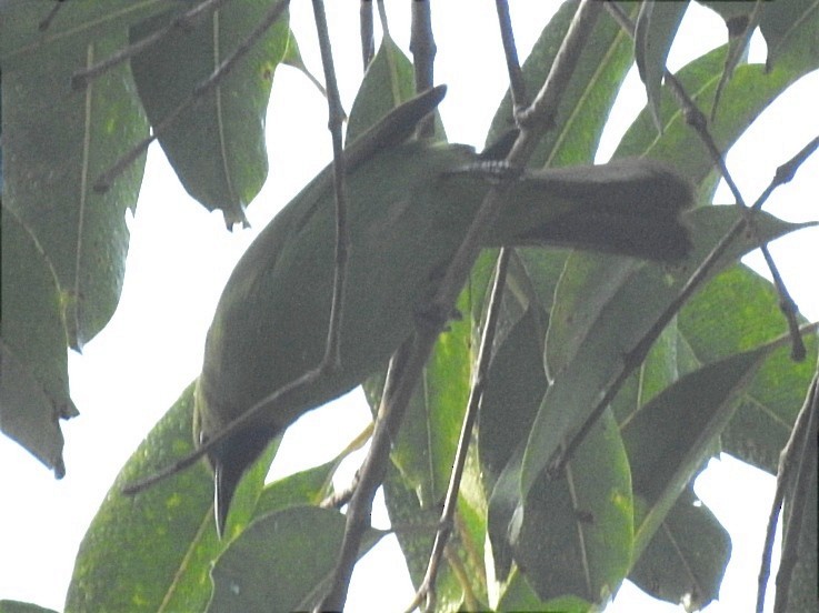 Jerdon's Leafbird - ML612585745