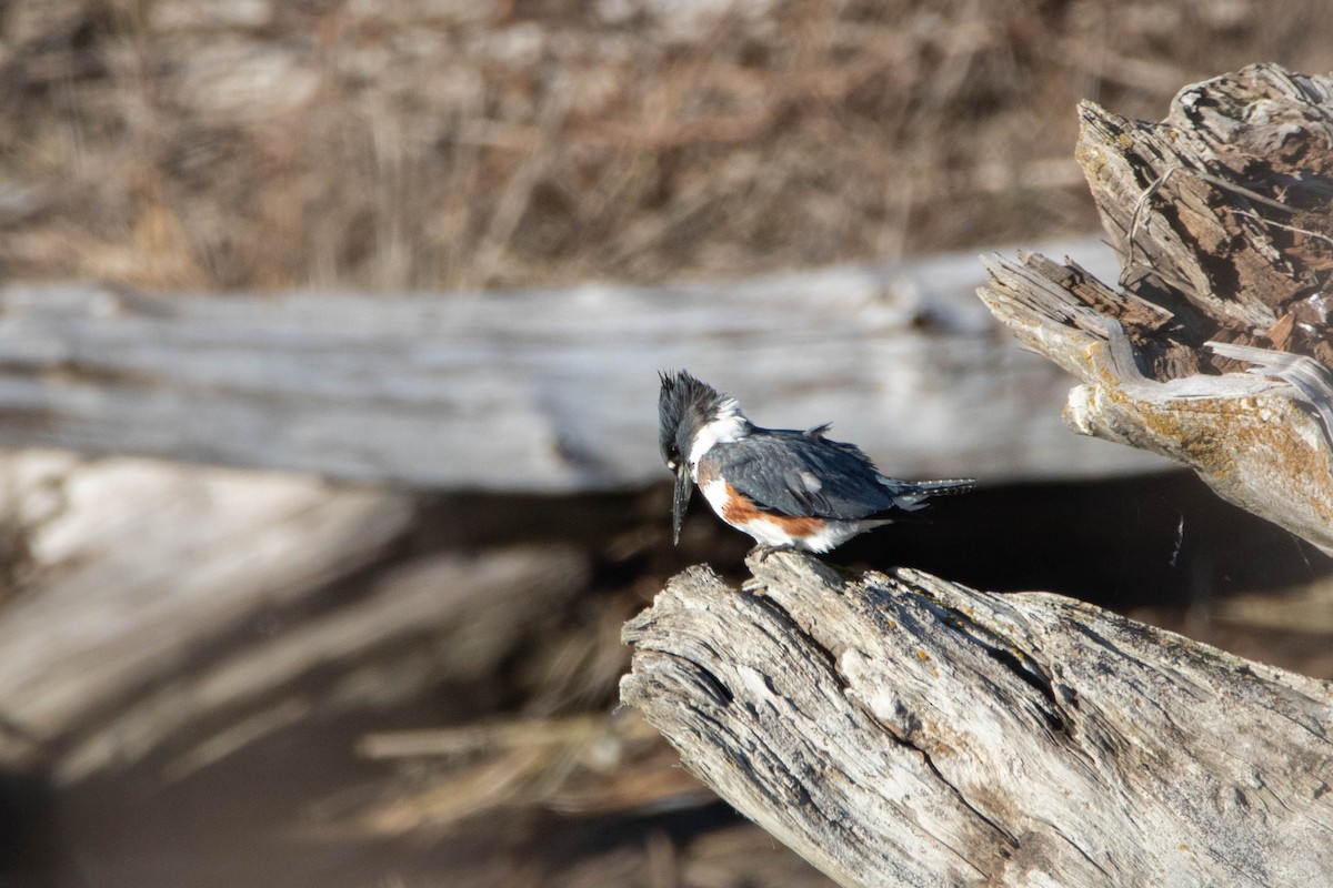 Belted Kingfisher - ML612585772