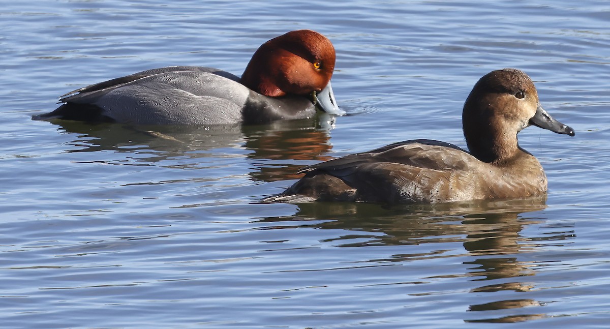 Redhead - ML612585811