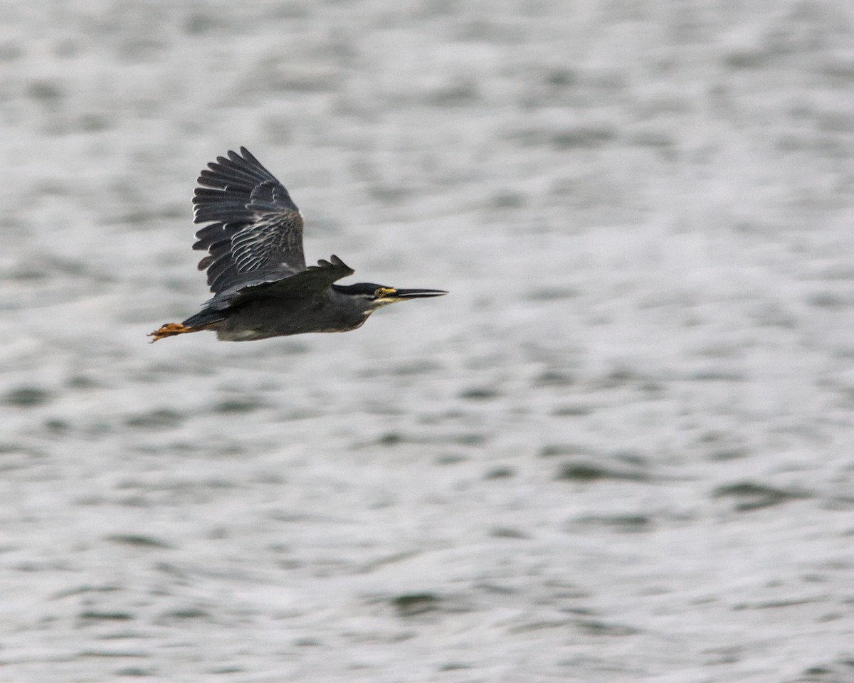 Striated Heron (Old World) - ML612585933