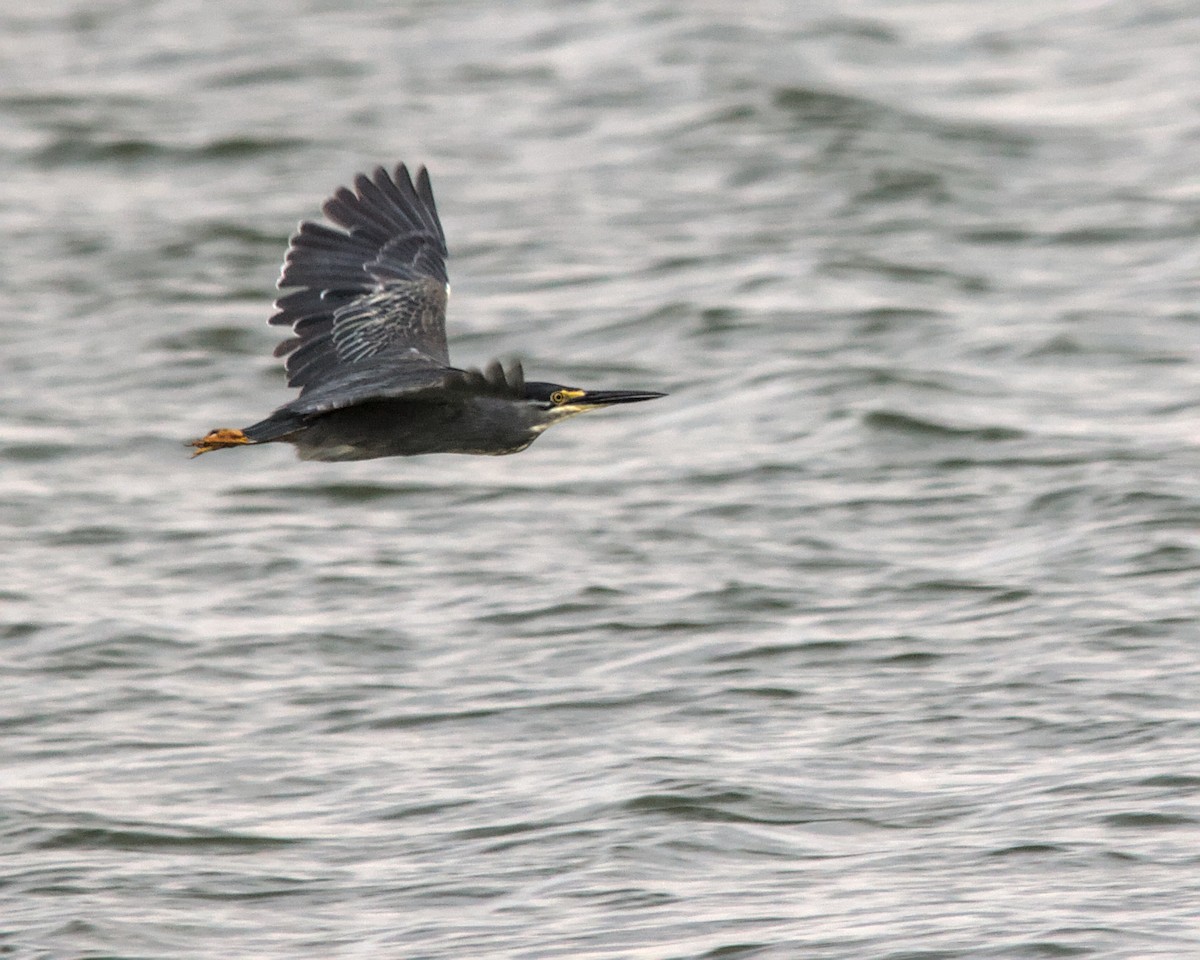 Striated Heron (Old World) - ML612585934