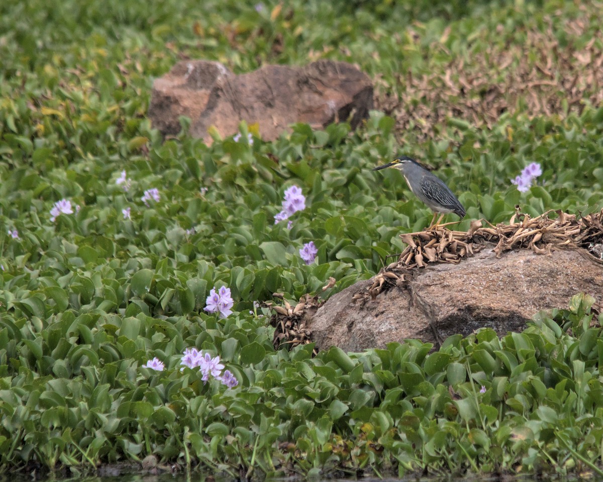 Striated Heron (Old World) - Cameron Blair