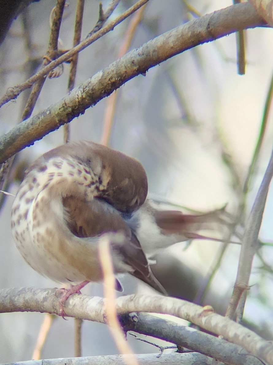 Hermit Thrush - ML612586080