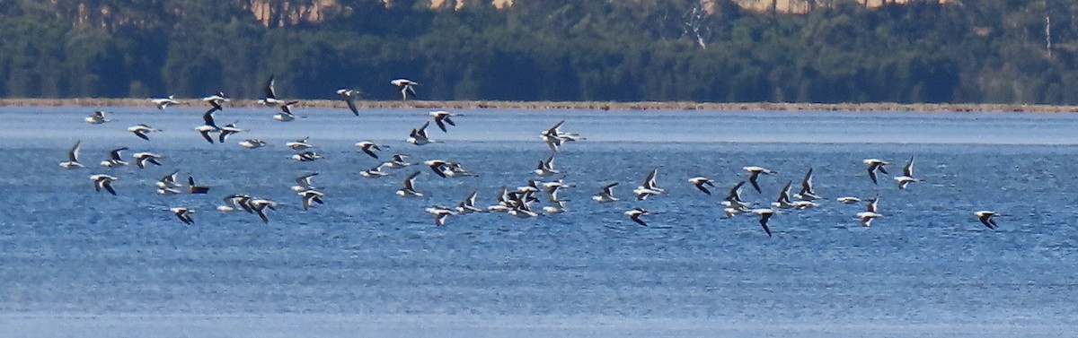 Banded Stilt - ML612586137