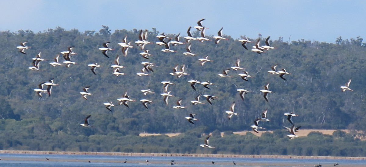 Banded Stilt - ML612586138