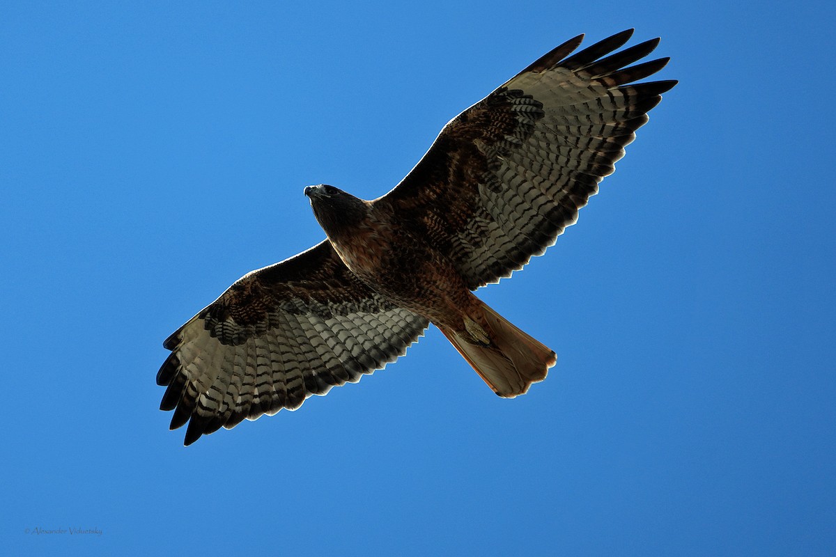 Red-tailed Hawk - ML612586141