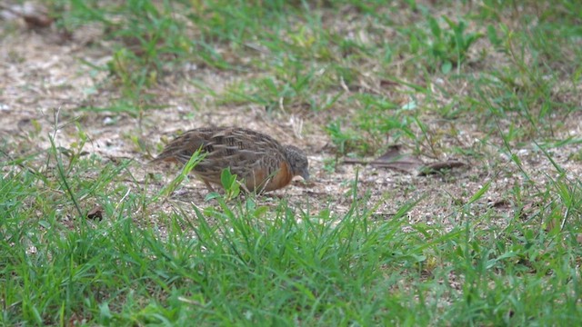 Red-chested Buttonquail - ML612586144