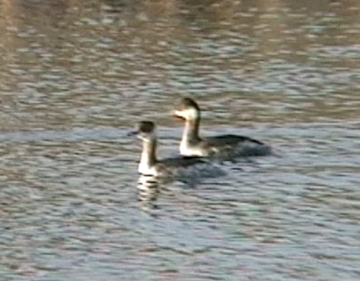 Eared Grebe - ML612586221