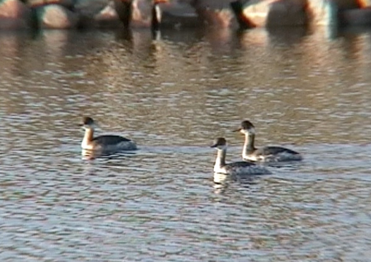 Eared Grebe - ML612586222