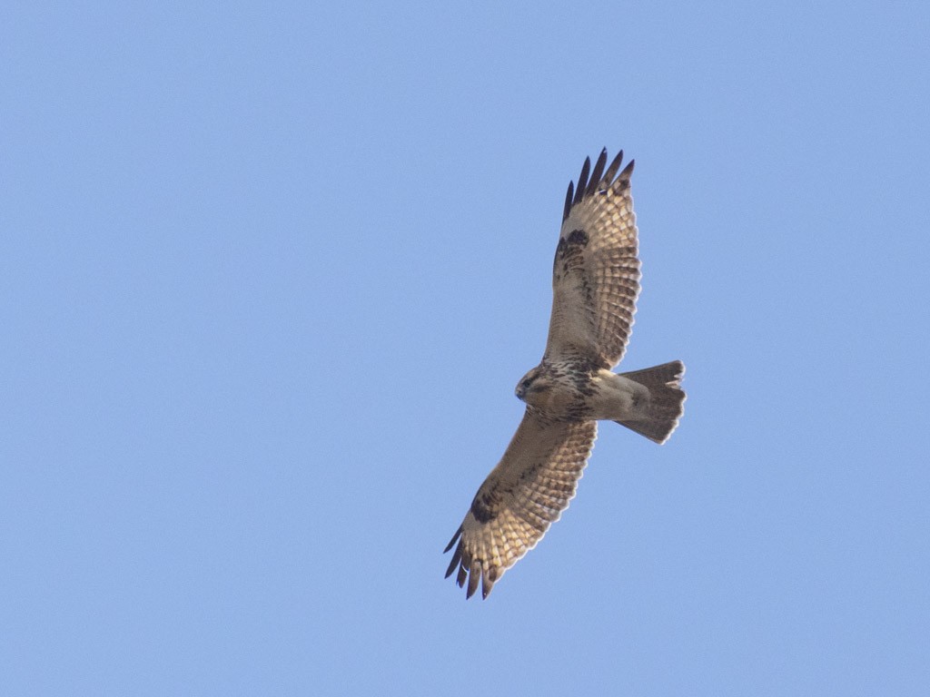 Eastern Buzzard - ML612586310