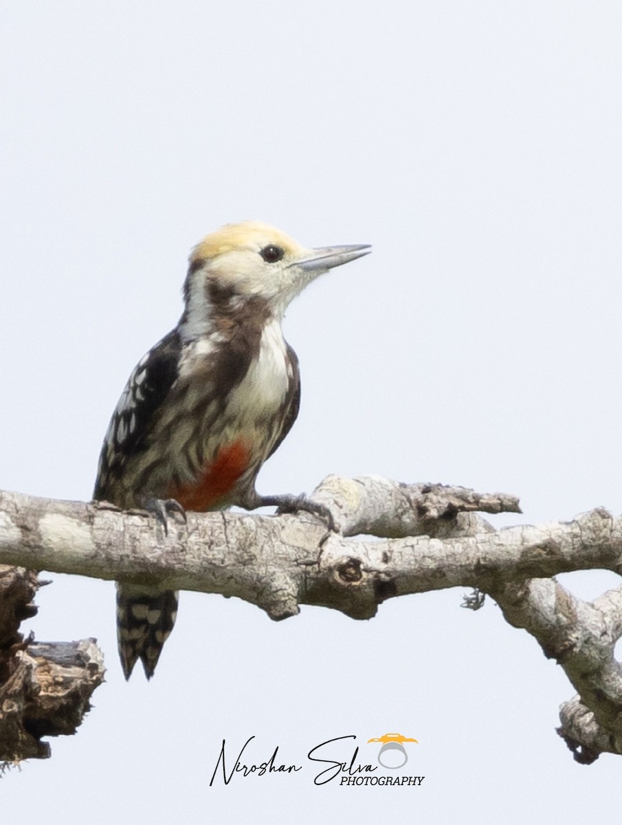 Yellow-crowned Woodpecker - ML612586370
