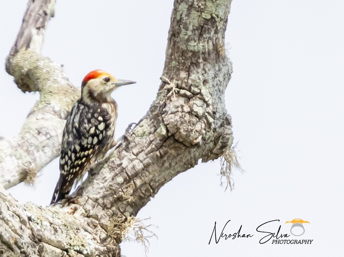 Yellow-crowned Woodpecker - Niroshan Silva