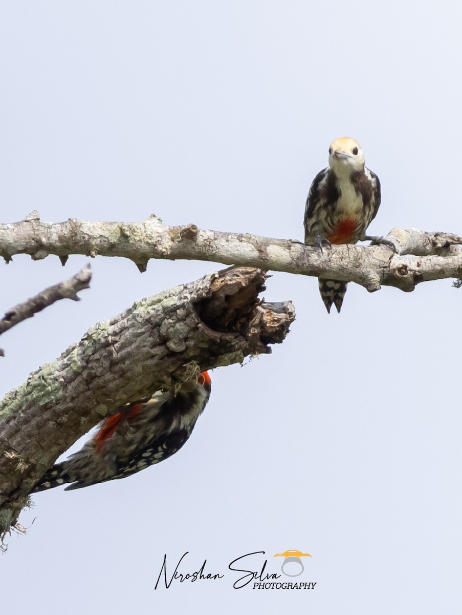 Yellow-crowned Woodpecker - Niroshan Silva