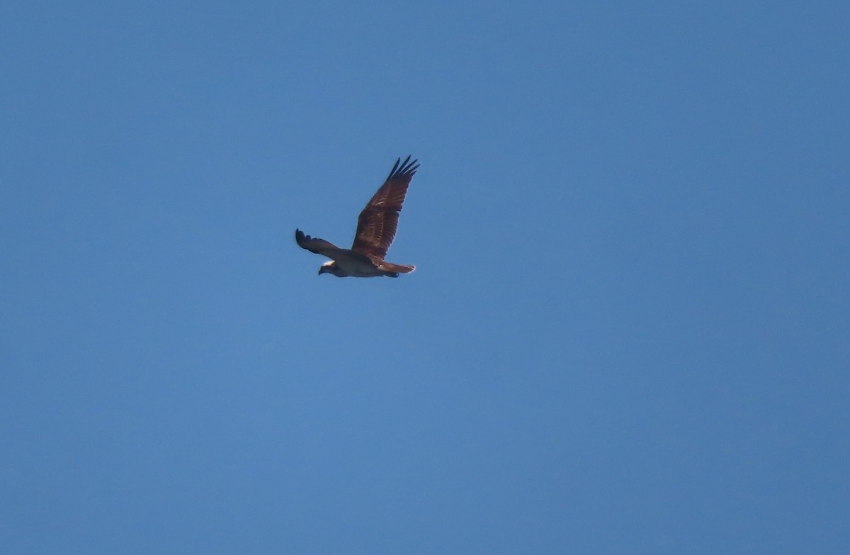 Águila Pescadora - ML612586402