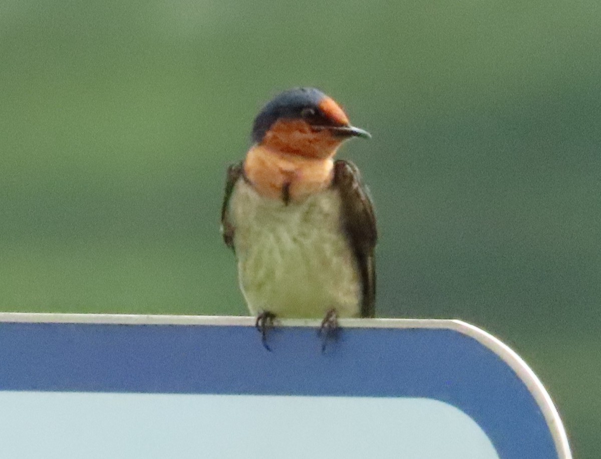 Pacific Swallow - ML612586509