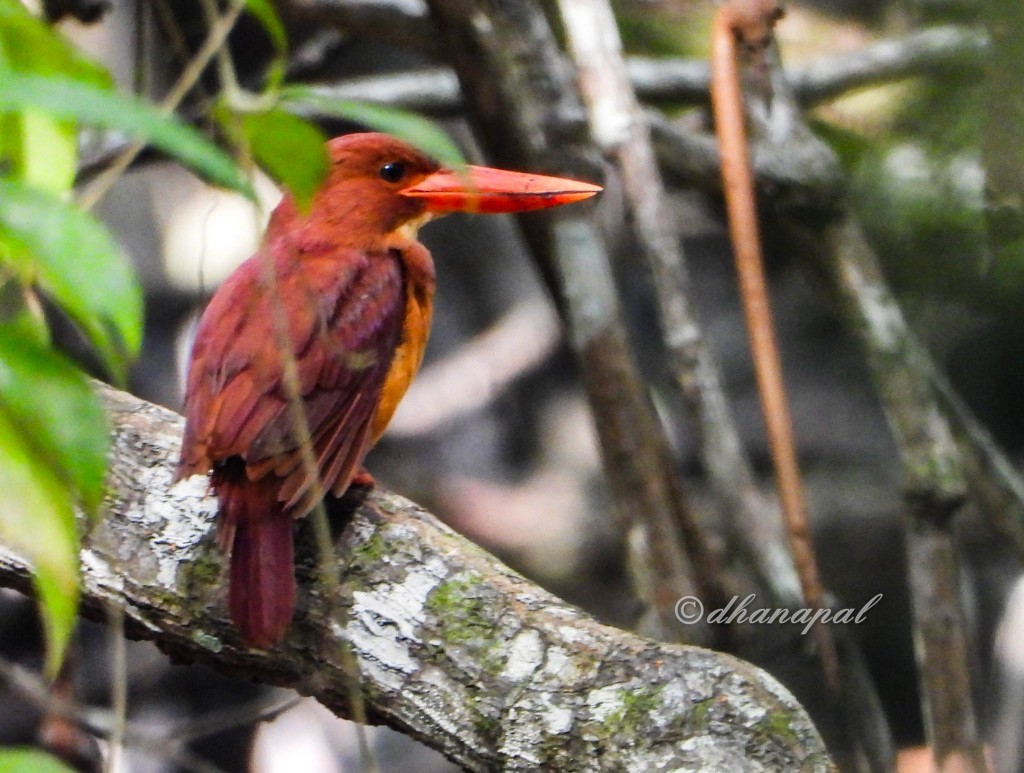 Ruddy Kingfisher - dhanapal kondasamy