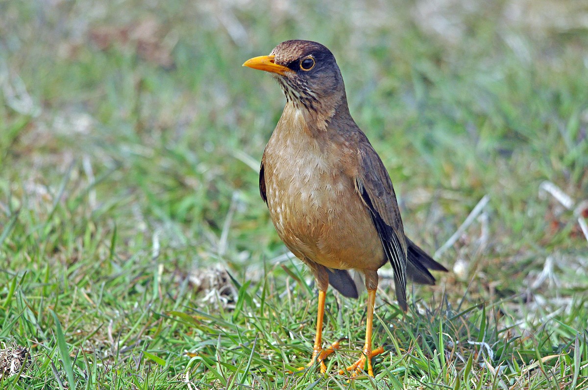 Austral Thrush (Falkland) - Antonio Ceballos Barbancho