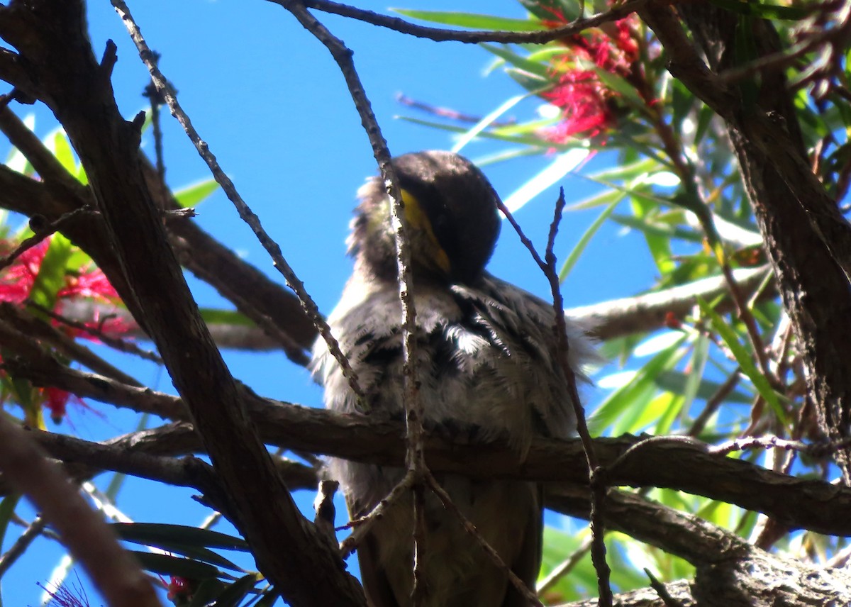 Mangrove Honeyeater - ML612586765