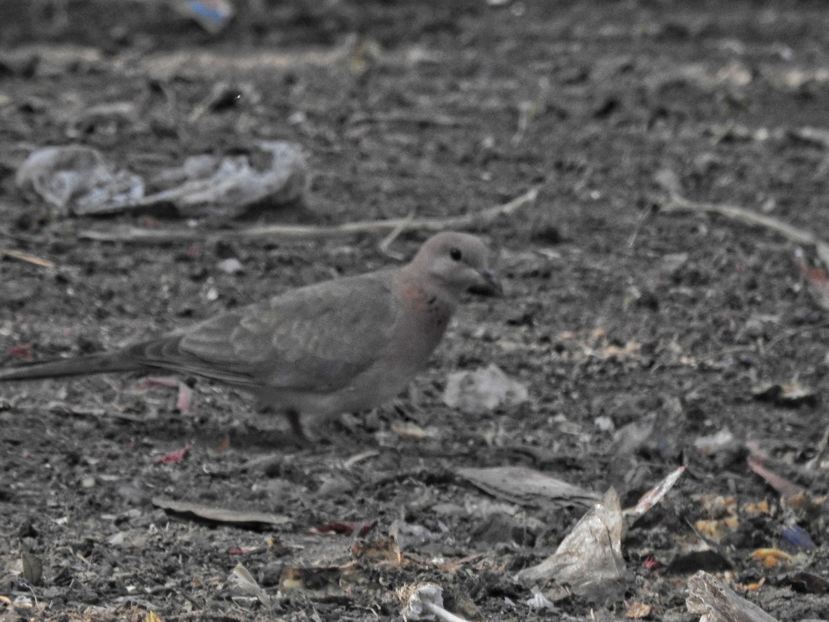 Laughing Dove - ML612586781