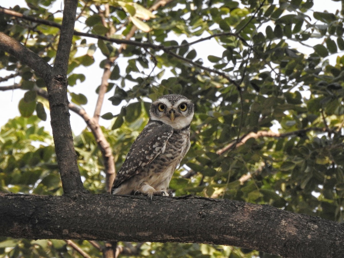 Spotted Owlet - ML612586783