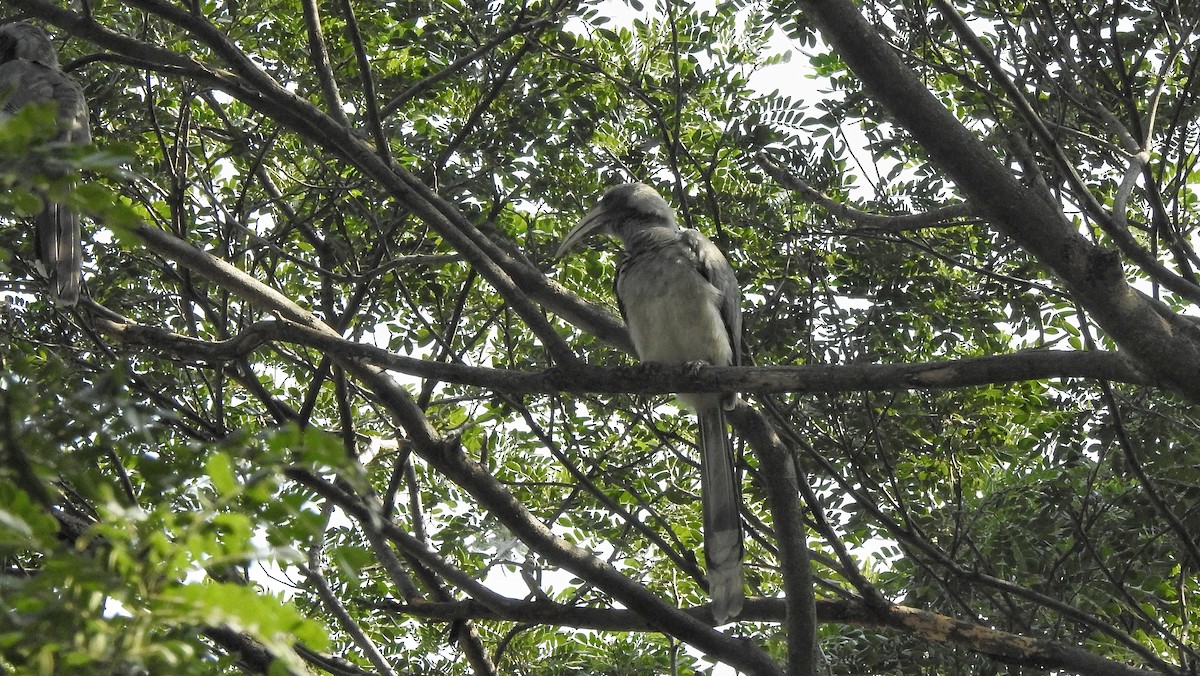 Indian Gray Hornbill - ML612586787
