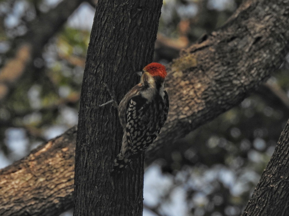 Yellow-crowned Woodpecker - ML612586791