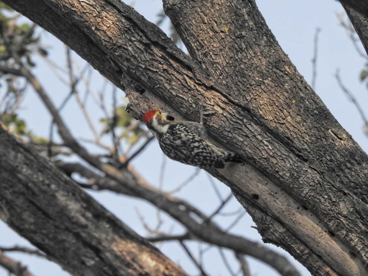Yellow-crowned Woodpecker - ML612586792