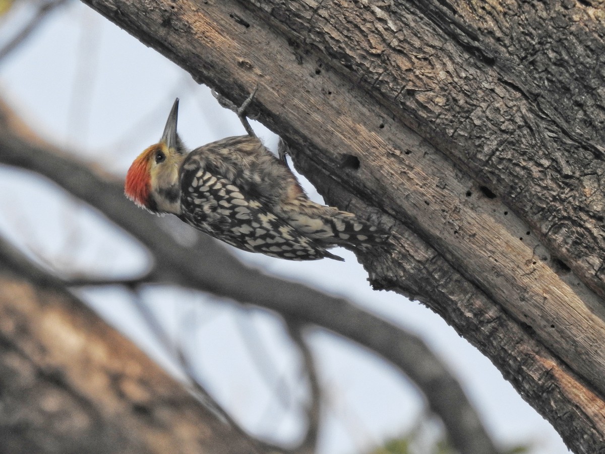 Yellow-crowned Woodpecker - ML612586793