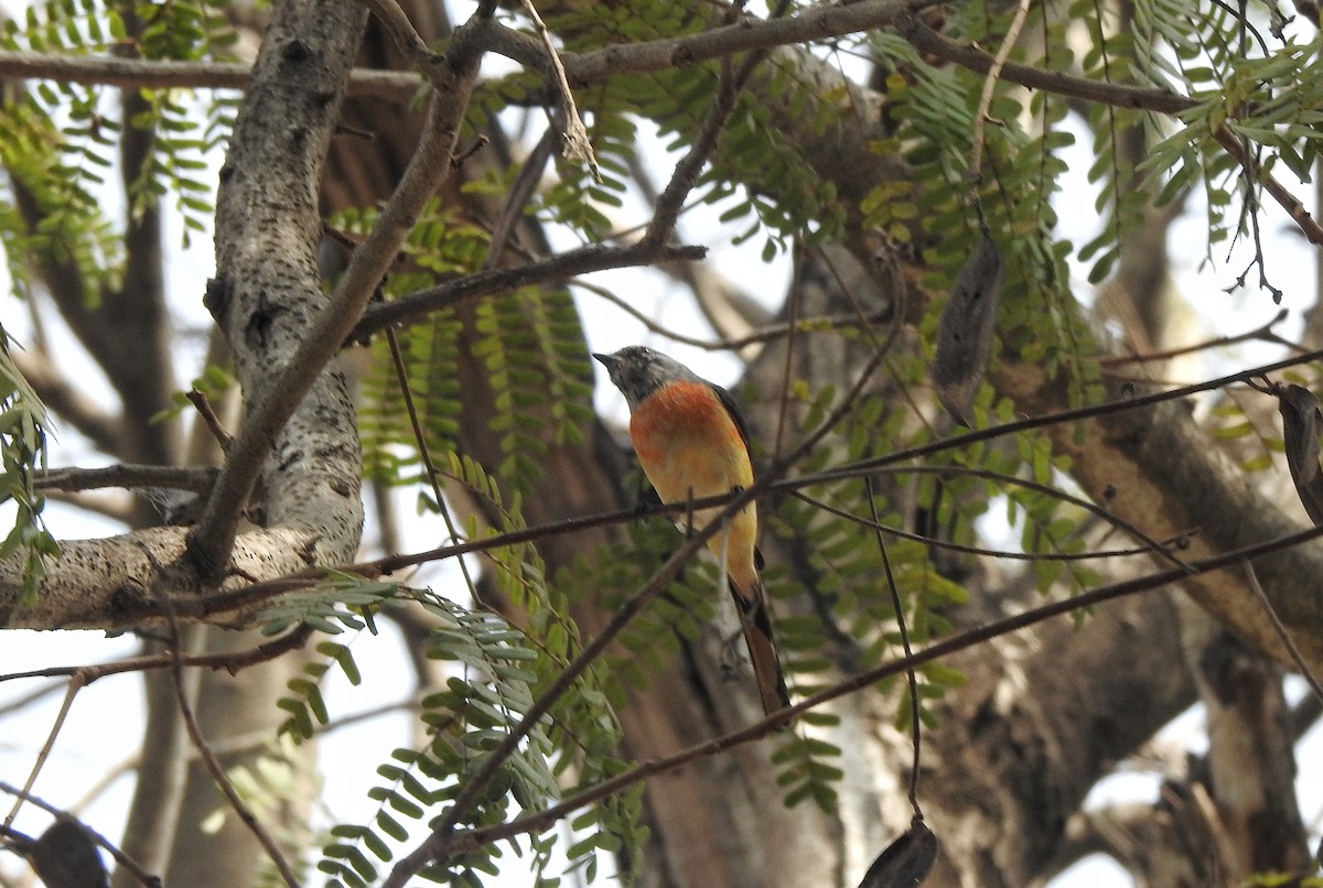 Minivet Chico - ML612586794