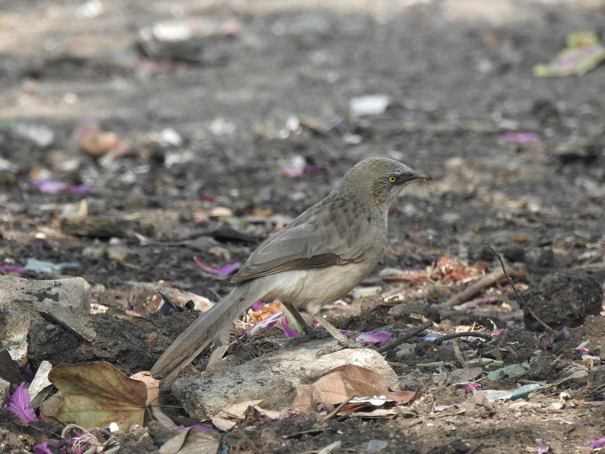 Large Gray Babbler - ML612586796