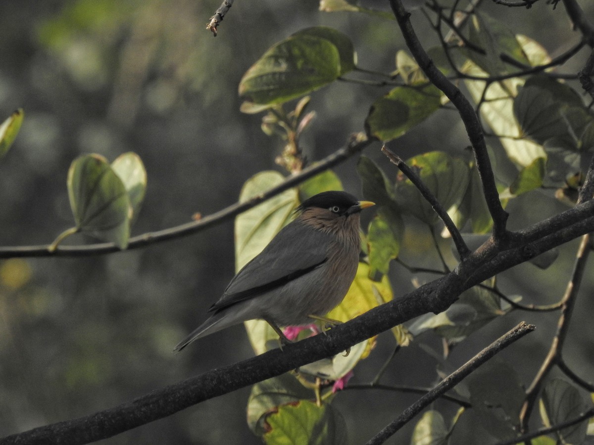 Brahminy Starling - ML612586797