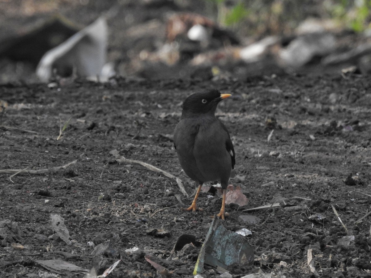 Jungle Myna - ML612586798