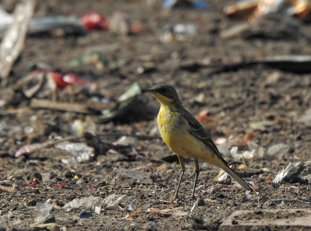 Western Yellow Wagtail - ML612586801