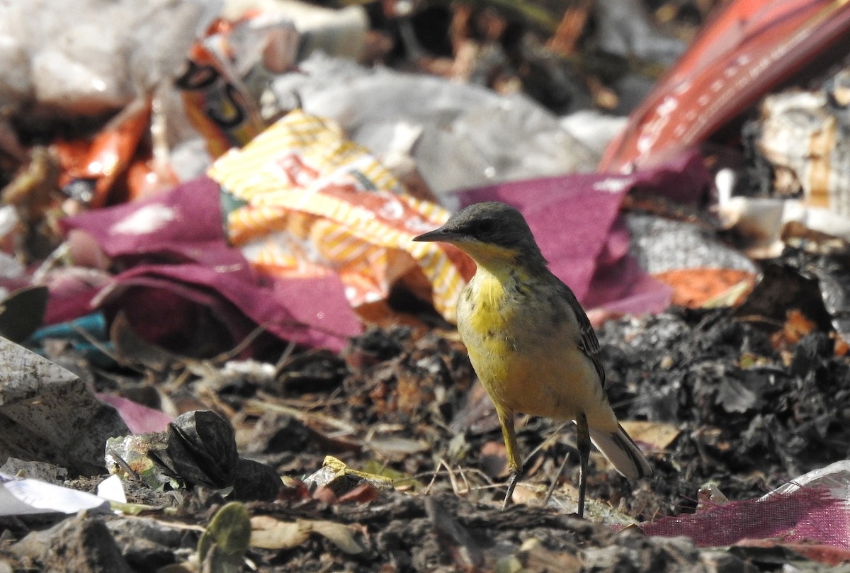 Western Yellow Wagtail - Nishant Bhagwat