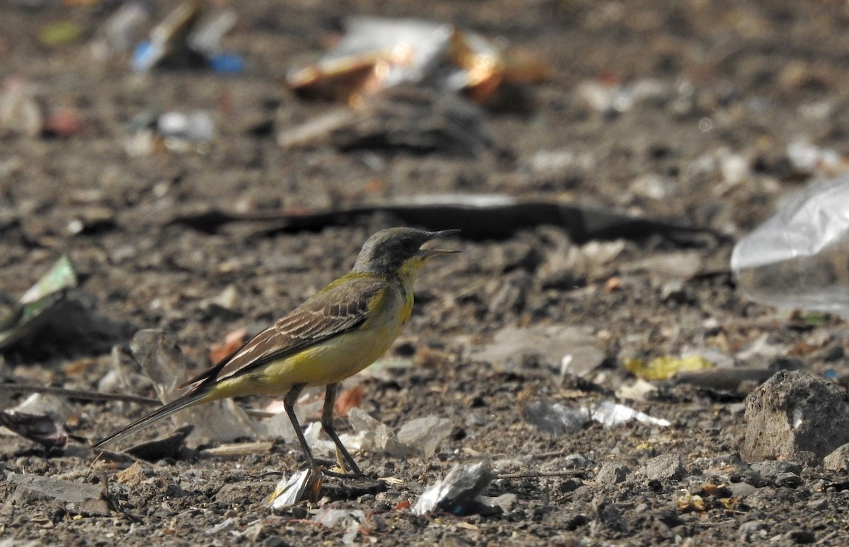 Western Yellow Wagtail - ML612586803