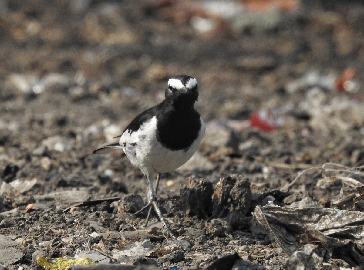 White-browed Wagtail - ML612586859