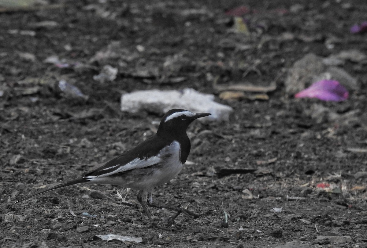 White-browed Wagtail - Nishant Bhagwat