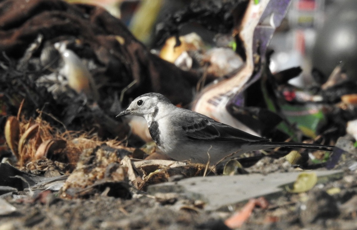 White Wagtail - ML612586867