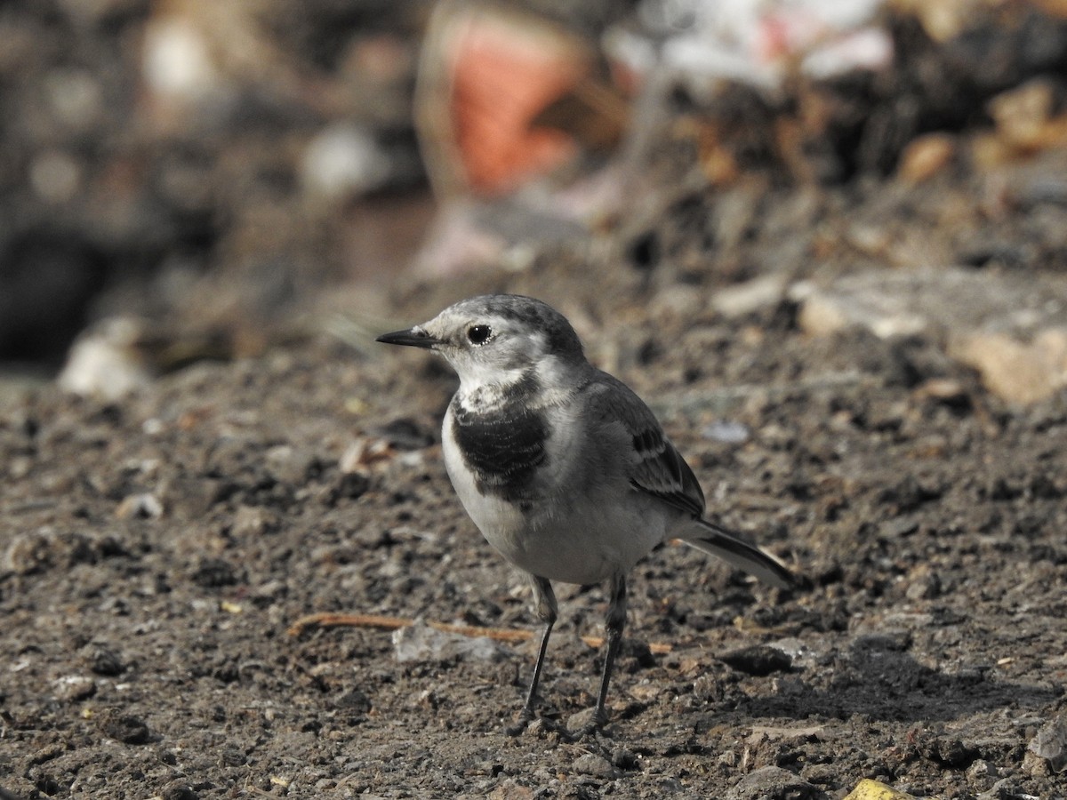 White Wagtail - ML612586870