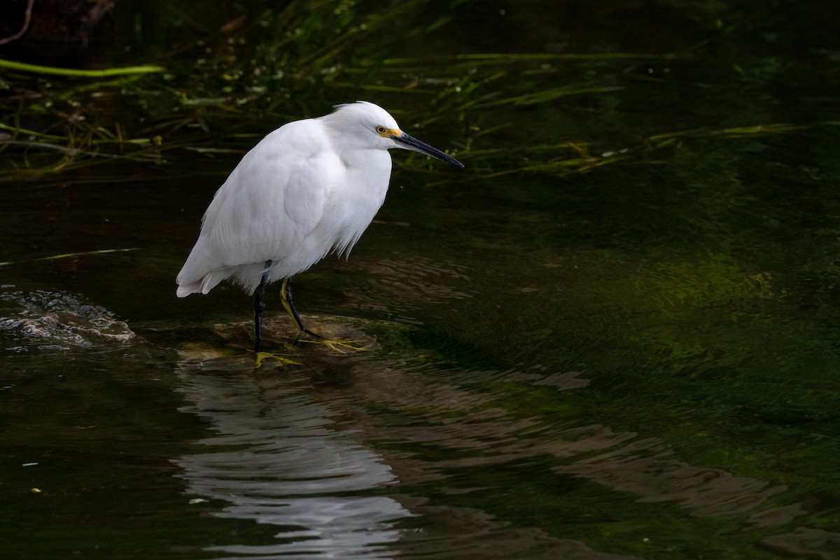 Snowy Egret - Cyril Duran