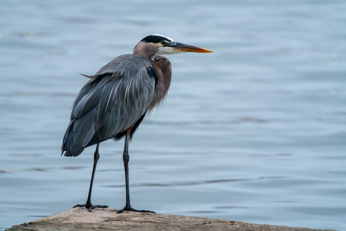 Great Blue Heron - ML612586974