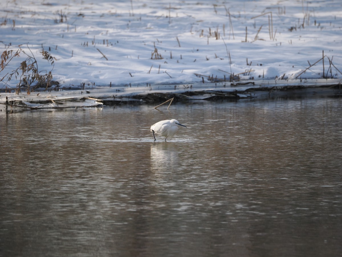 Little Egret - ML612587049