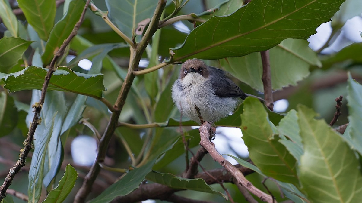 Brown-headed Apalis - ML612587092