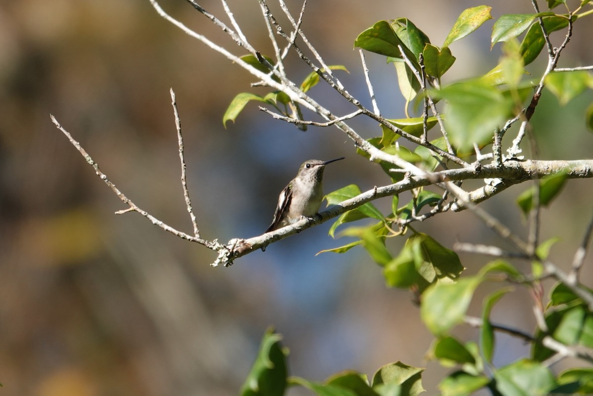 Ruby-throated Hummingbird - ML612587116